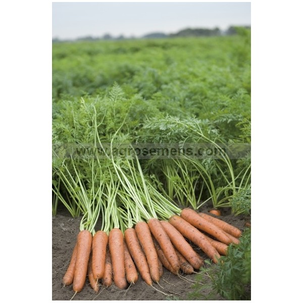Semence Carotte primeur - Napoli F1 - Daucus carota subsp. sativus - BIO